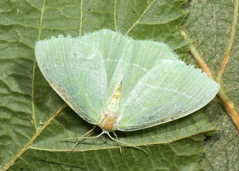 Geometridae da id - Hemistola chrysoprasaria, Geometridae
